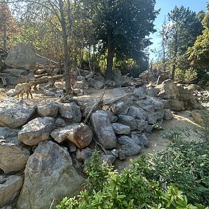 Golden Takin & Himalayan Tahr Exhibit