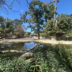 Indian Rhino & Hoofsock Exhibit #1