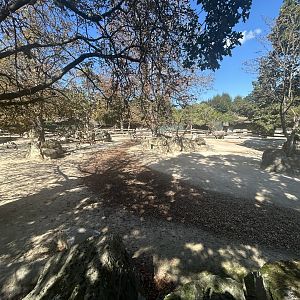 Indian Rhino & Hoofsock Exhibit #2