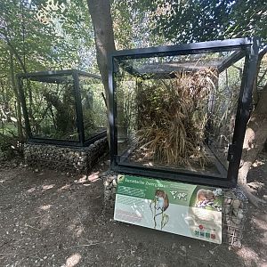 European Grass Mouse Exhibit