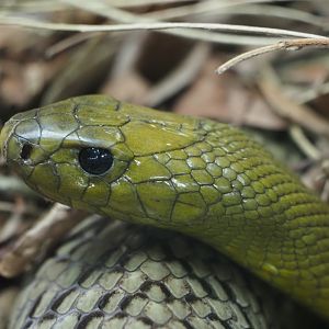 Inland Taipan 1