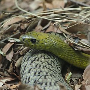 Inland Taipan 2