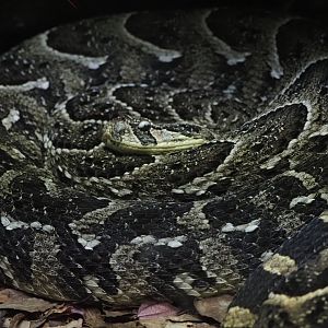 Puff Adder