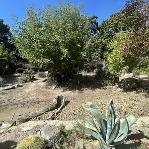 Collared Peccary Exhibit