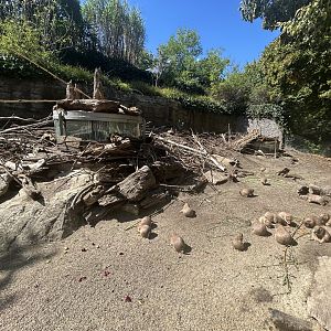 Prairie Dog Exhibit