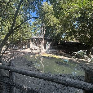 Pig Exhibit
