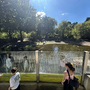 South America Pampas Exhibit (5 Species)