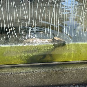 Capybara Swimming