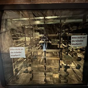 Naked Mole-rat Exhibit - Desert House