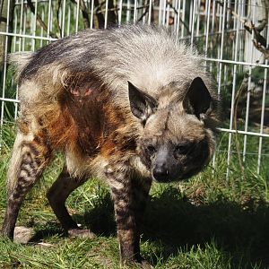 Old lady East African Striped hyena (Hyaena hyaena dubbah), recently deceased - Photo taken on 04/12/2025