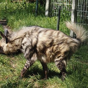 Old lady East African Striped hyena (Hyaena hyaena dubbah), recently deceased - Photo taken on 04/12/2025