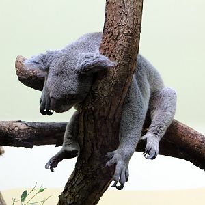 Koala