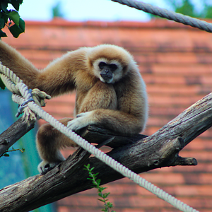 Lar Gibbon