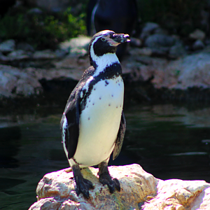 Humboldt Penguin