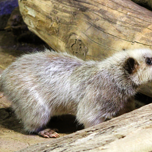 Luzon Giant Cloud Rat