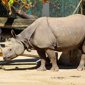 Indian Rhino w/ Enrichment