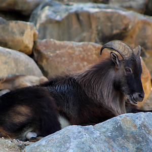 Himalayan Tahr