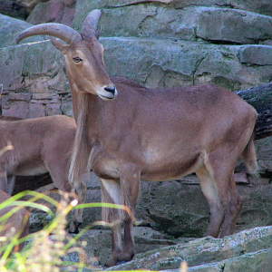 Barbary Sheep