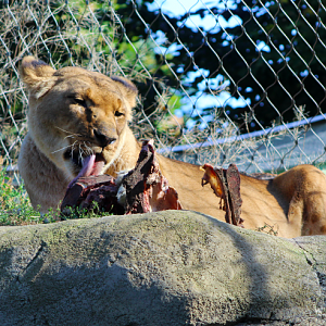 Lioness w/ Carcass