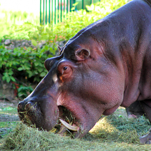 Nile Hippo