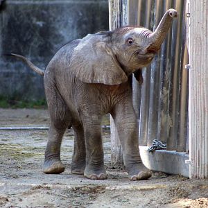 African Elephant Calf (two weeks old)