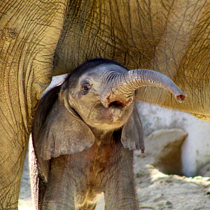 African Elephant Calf (two weeks old)