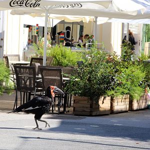 Escaped Ground Hornbill