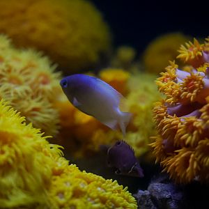 Undescribed Chromis & Yellow Banded Possum Wrasse