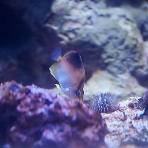 Longsnout Butterflyfish