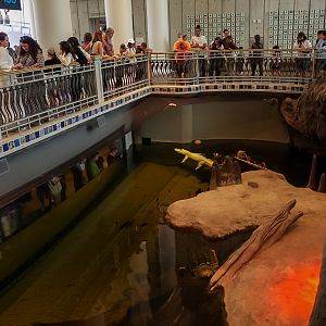 'The Swamp' Main Exhibit