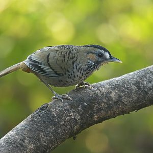 Rufous-chinned Laughingthrush Ianthocincla rufogularis