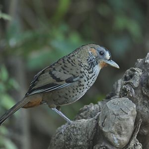 Rufous-chinned Laughingthrush Ianthocincla rufogularis