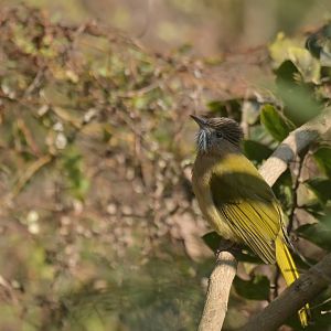 Mountain Bulbul Ixos mcclellandii