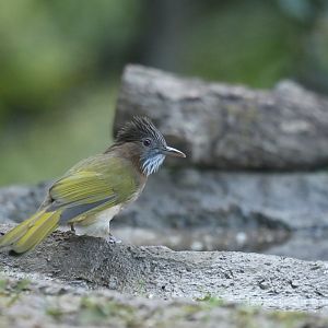 Mountain Bulbul Ixos mcclellandii