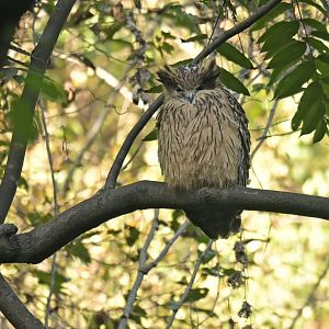 Tawny Fish-Owl Ketupa flavipes