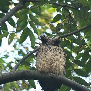 Tawny Fish-Owl Ketupa flavipes