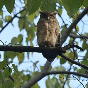 Brown Fish-Owl Ketupa zeylonensis