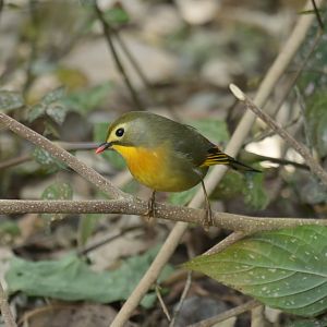 Red-billed Leiothrix Leiothrix lutea