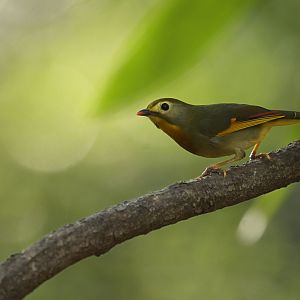 Red-billed Leiothrix Leiothrix lutea