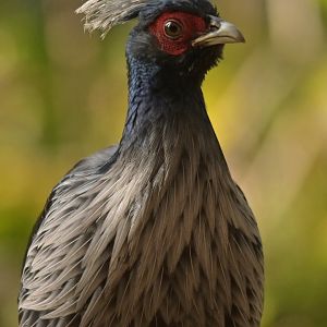 Kalij Pheasant Lophura leucomelanos
