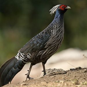 Kalij Pheasant Lophura leucomelanos