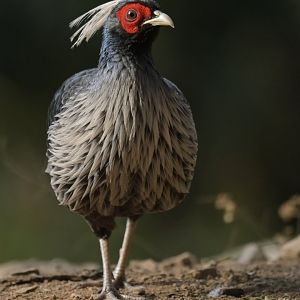 Kalij Pheasant Lophura leucomelanos
