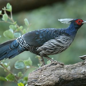 Kalij Pheasant Lophura leucomelanos