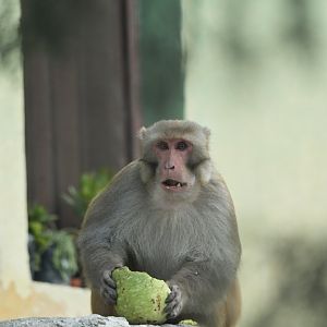 Rhesus macaque Macaca mulatta