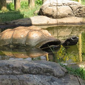 Zoo Knoxville Aldabra Giant Tortoise (Aldabrachelys gigantea) 07/12/2025 Big Al Pool