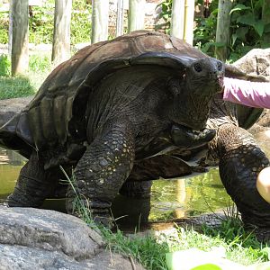 Zoo Knoxville Aldabra Giant Tortoise (Aldabrachelys gigantea) 07/12/2025 Big Al