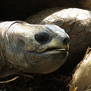Zoo Knoxville Aldabra Giant Tortoise (Aldabrachelys gigantea) 07/12/2025 Tex Closeup