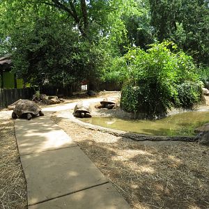 Zoo Knoxville Tortoise Trails 07/12/2025