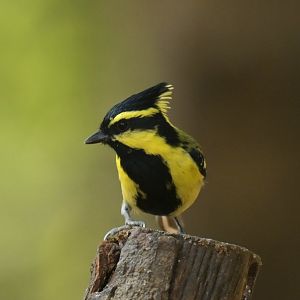 Yellow-cheeked Tit Machlolophus spilonotus