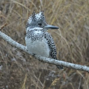 Crested kingfisher Megaceryle lugubris